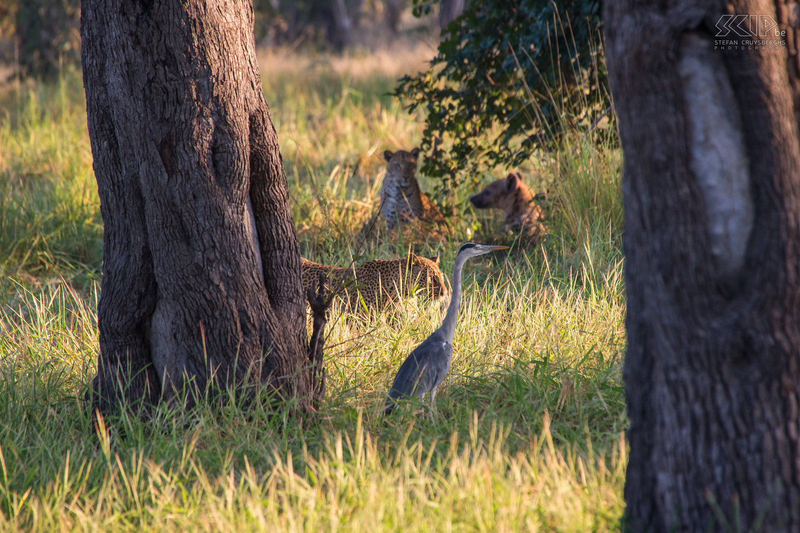 South Luangwa - Leopards, hyena and grey heron The next morning we encountered two leopards, probably brothers. A hyena was just sitting near them. This is quite unusual because leopards and hyenas are natural enemies and leopards usually live solitary. A heron was also close by and I managed to capture them all in one photo. Stefan Cruysberghs
